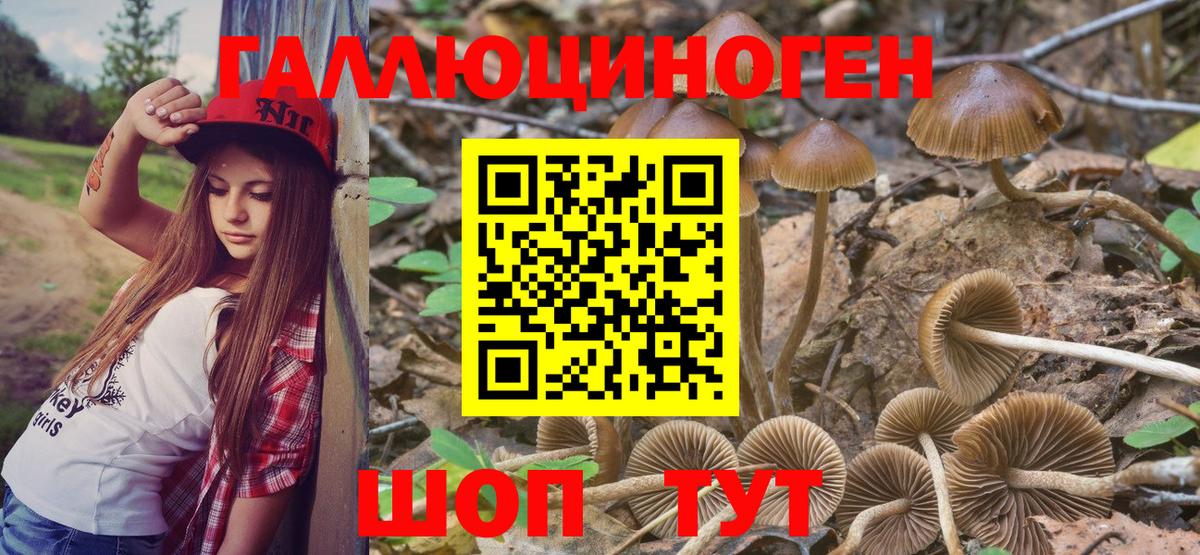Галлюциногенные грибы Psilocybine cubensis Ипатово